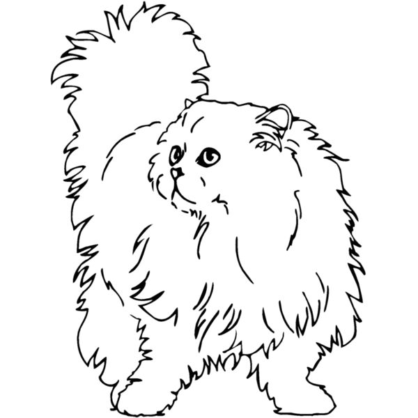 chinchil Thumbnail