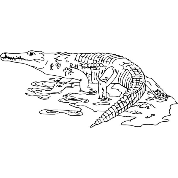 nilecrocodile Thumbnail