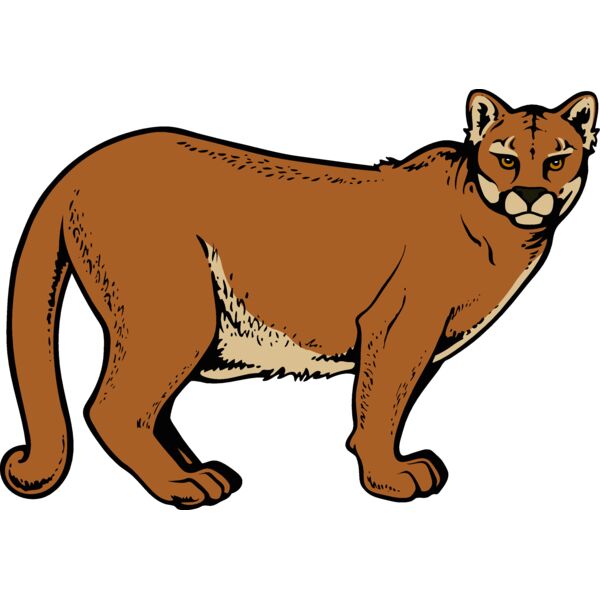 cougar13v4clr  2  Thumbnail