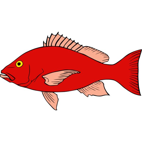 fish redsnapper Thumbnail